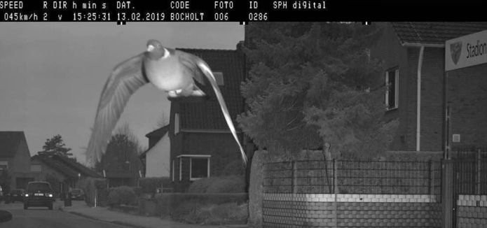 To nie żart – gołąb złapany przez fotoradar