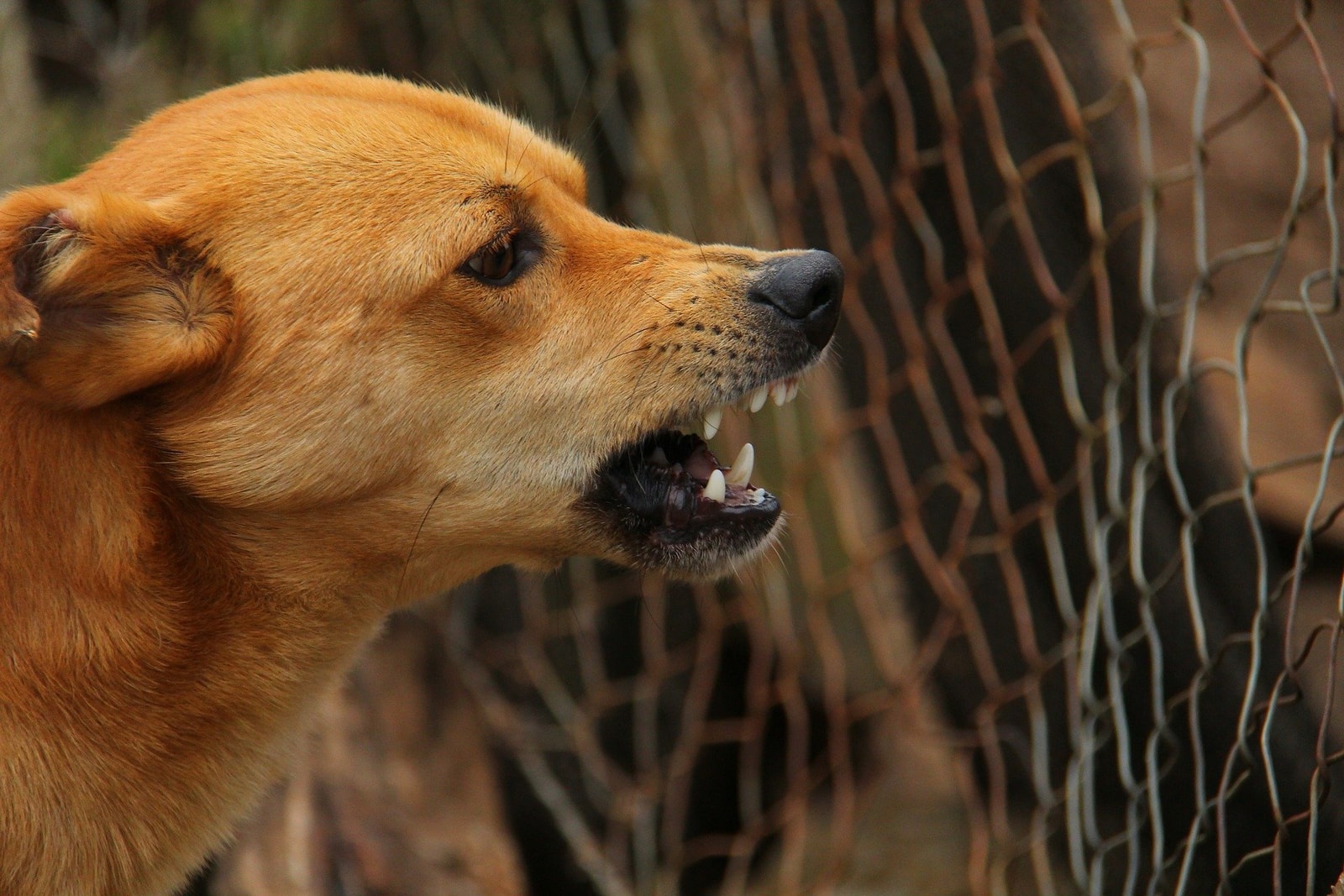 FELIETON: komentarz, hejt, lincz, czyli…