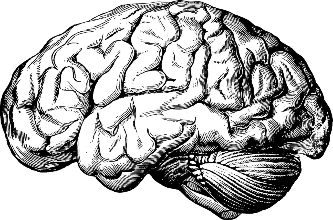Mózg ma “linie papilarne”. Wystarczy 100 sekund, aby je zidentyfikować