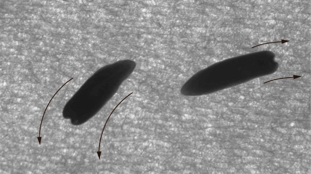 „Widzą”, mimo odciętych głów. Niesamowite wypławki zostały zbadane przez naukowców