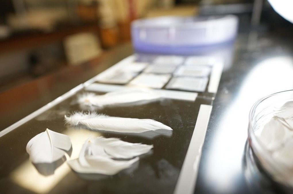 Sztuczne kacze pióra, efektywniejsze statki, kacze pióra