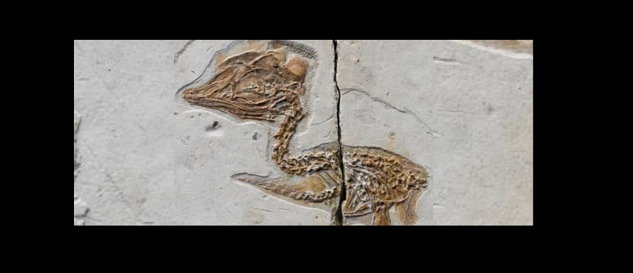 Ani ptak, ani dinozaur. Czym jest skamielina sprzed 120 milionów lat?