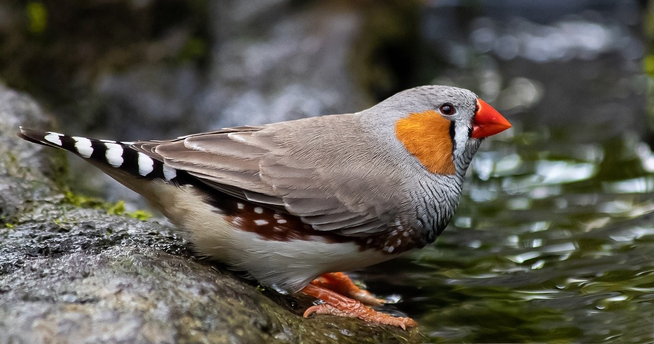 Aktywność ptasich mózgów zamieniona w śpiew. Niesamowite dokonanie naukowców