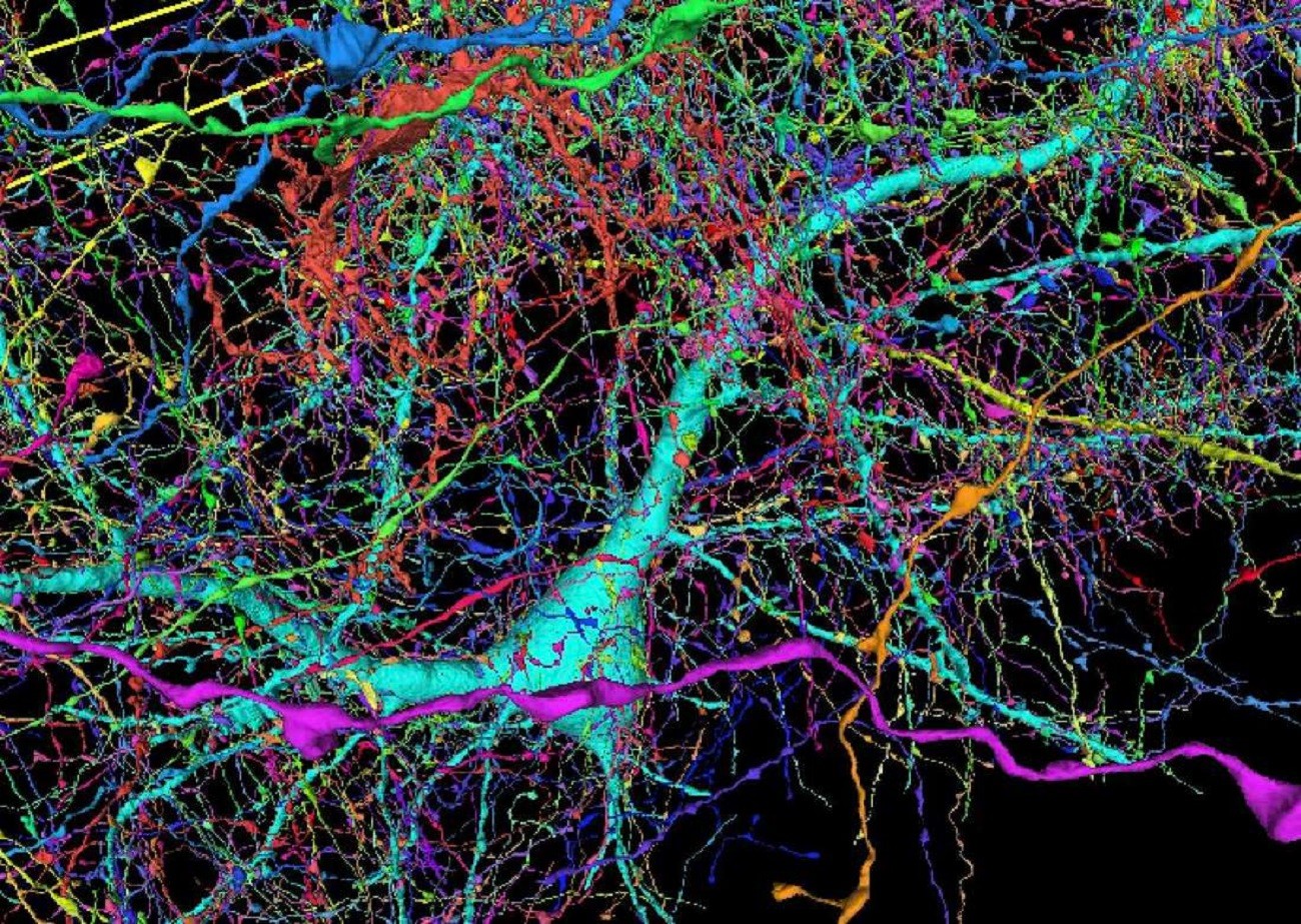 Powstała trójwymiarowa mapa mózgu. Do jej stworzenia użyto 225 milionów zdjęć