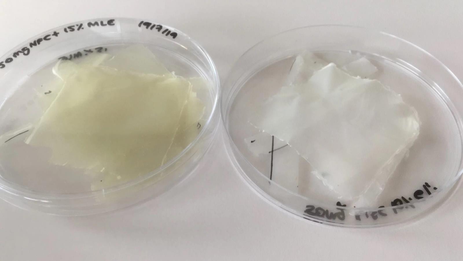 bioaktywny plastik z liści mango, plastik z liści mango