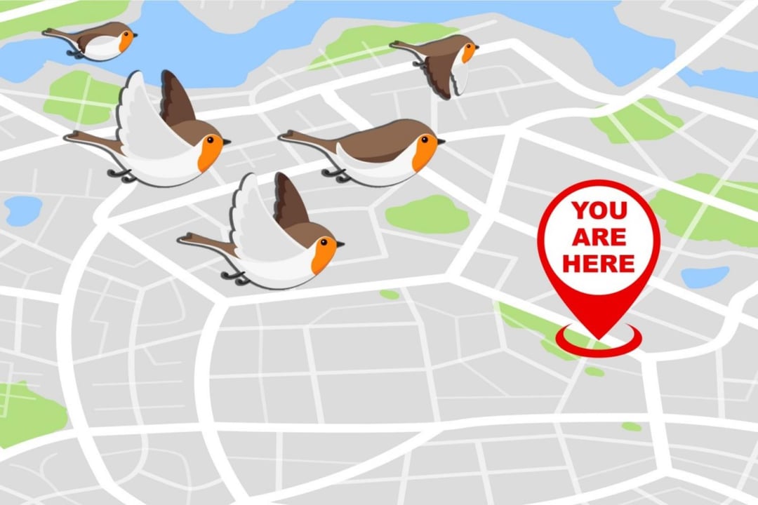 Wojskowe badanie odkryło nawigacyjny sekret ptaków