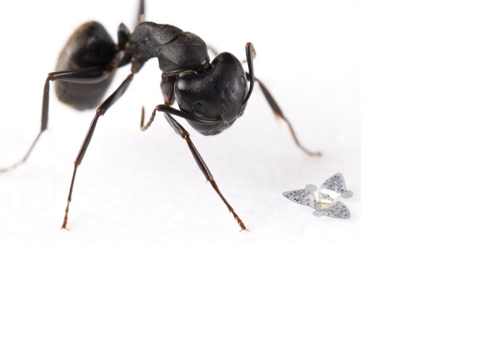 najmniejszy obiekt latający,Mrówka jest przy nim gigantyczna