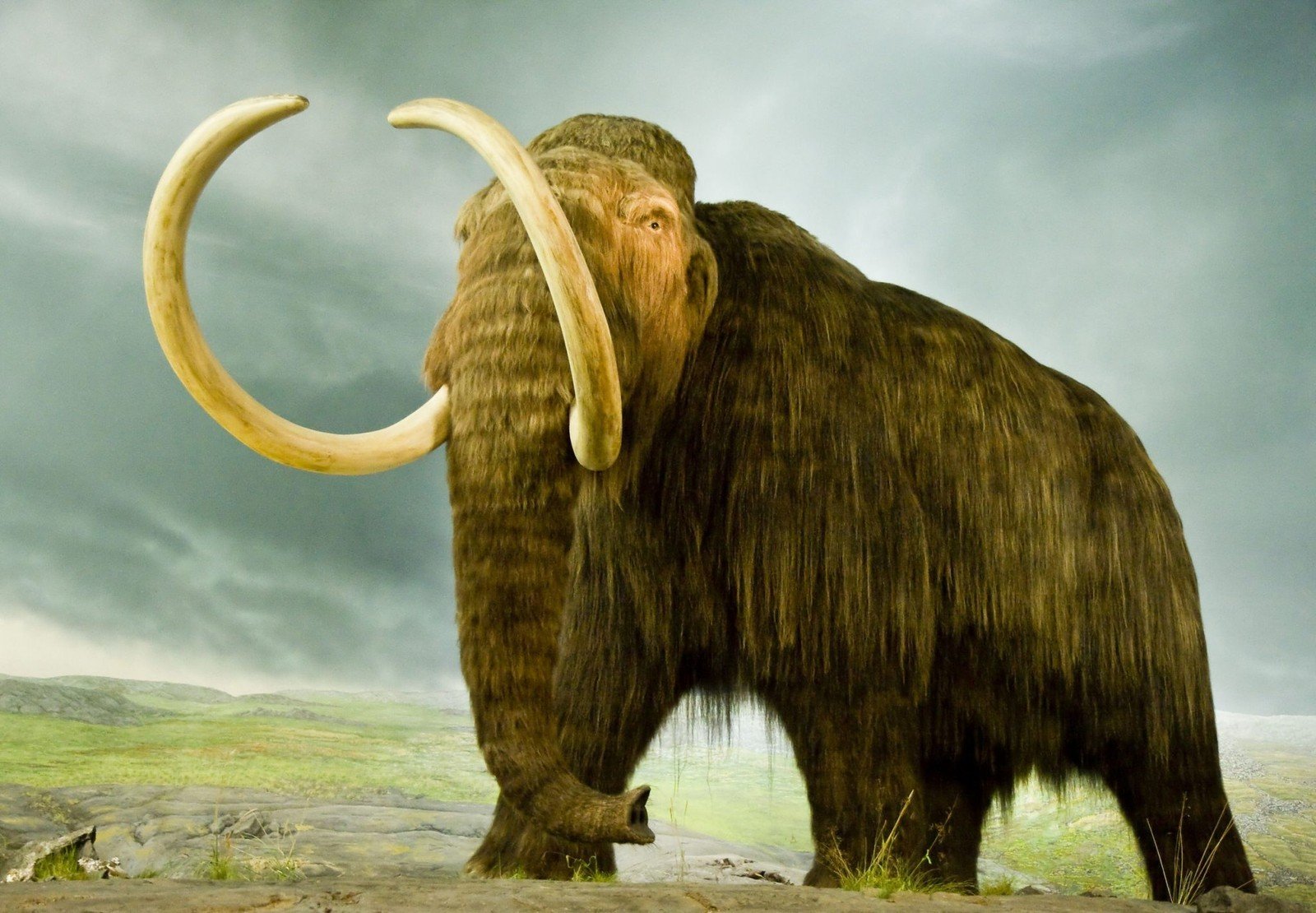 W końcu wskrzesimy mamuta
