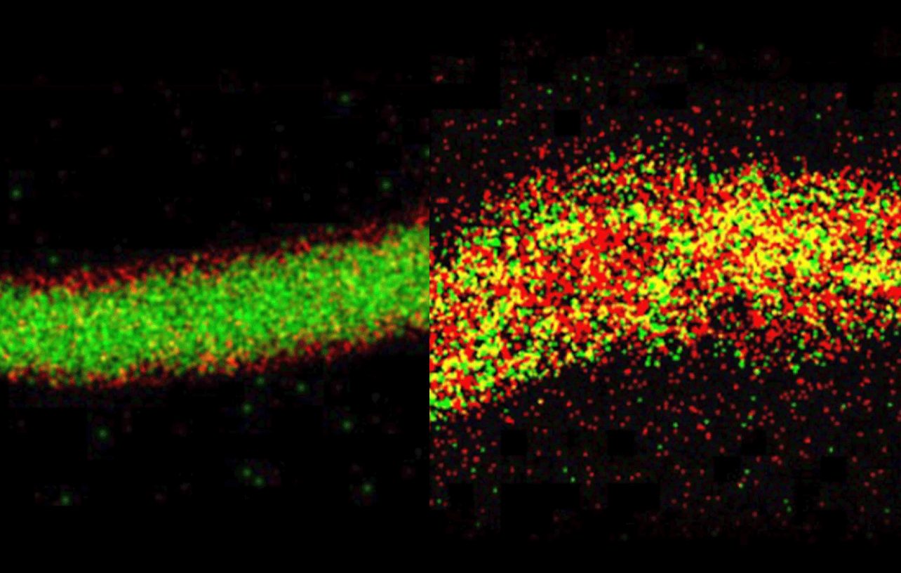 Dwa zdjęcia ilustrują zmiany molekularne zachodzące podczas wielokrotnego ładowania i rozładowywania anody krzemowej. Obraz po lewej stronie pokazuje anodę praktycznie nienaruszoną po jednym cyklu, z krzemem (zielony) wyraźnie oddzielonym od składnika fazy pośredniej elektrolitu stałego (fluor, na czerwono). Obraz po prawej stronie pokazuje anodę po 100 cyklach

