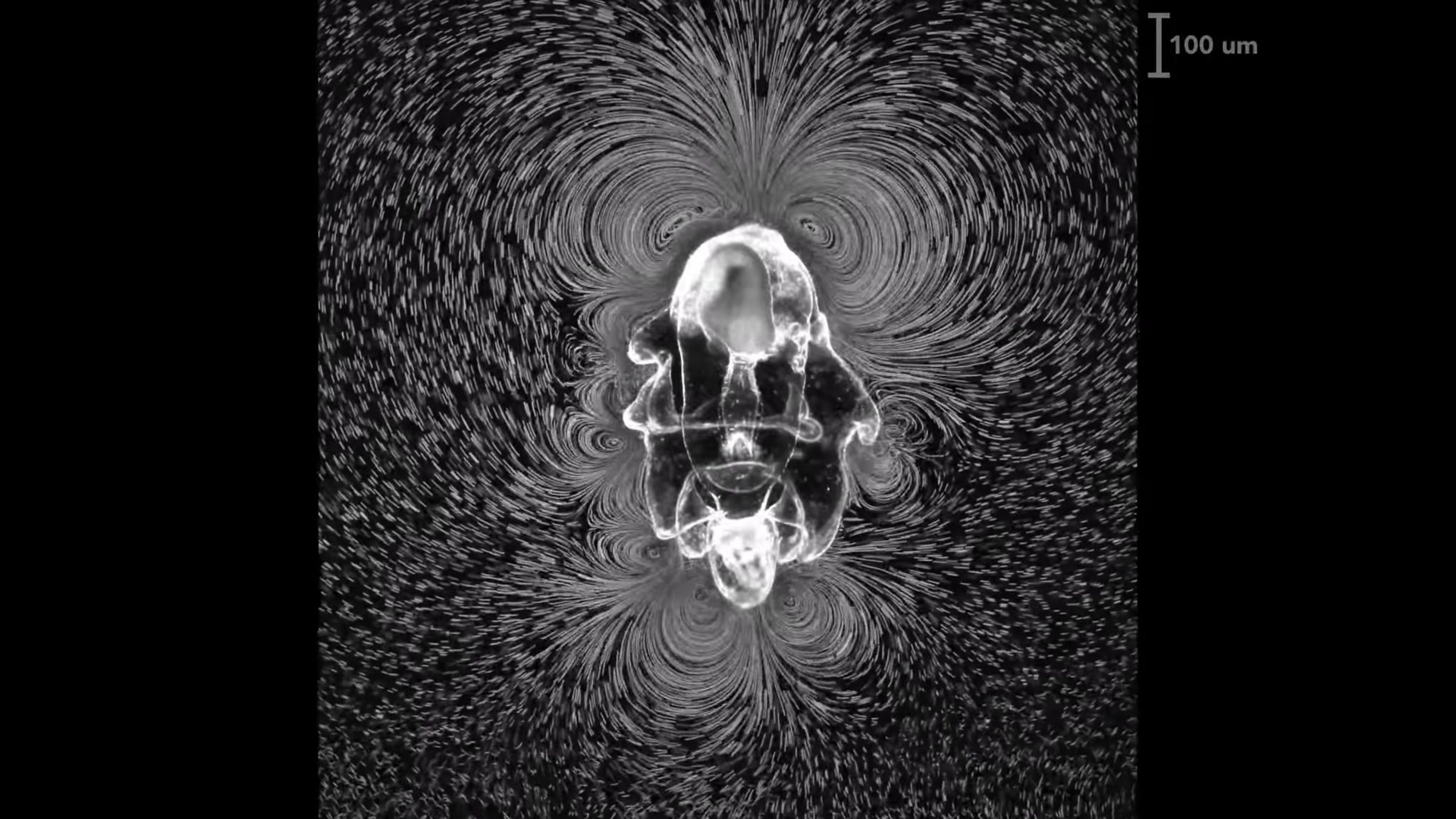 Larwy rozgwiazdy zainspirowały naukowców do stworzenia nowego typu robota