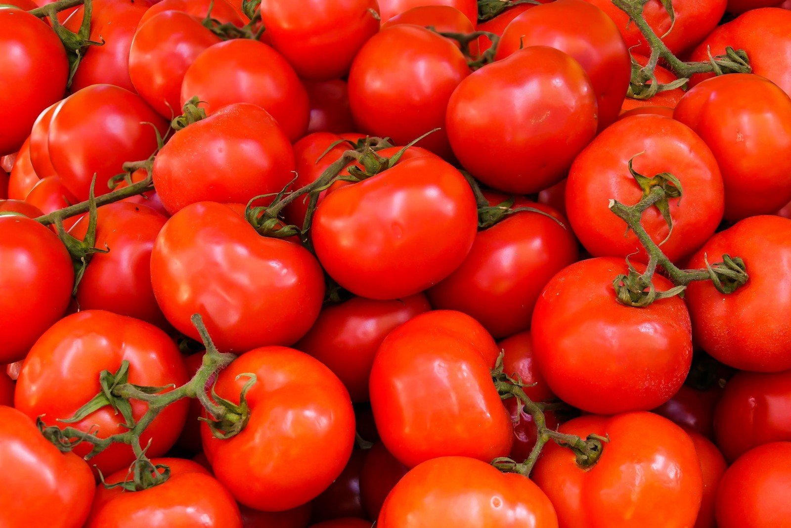 Modyfikowane genetycznie pomidory