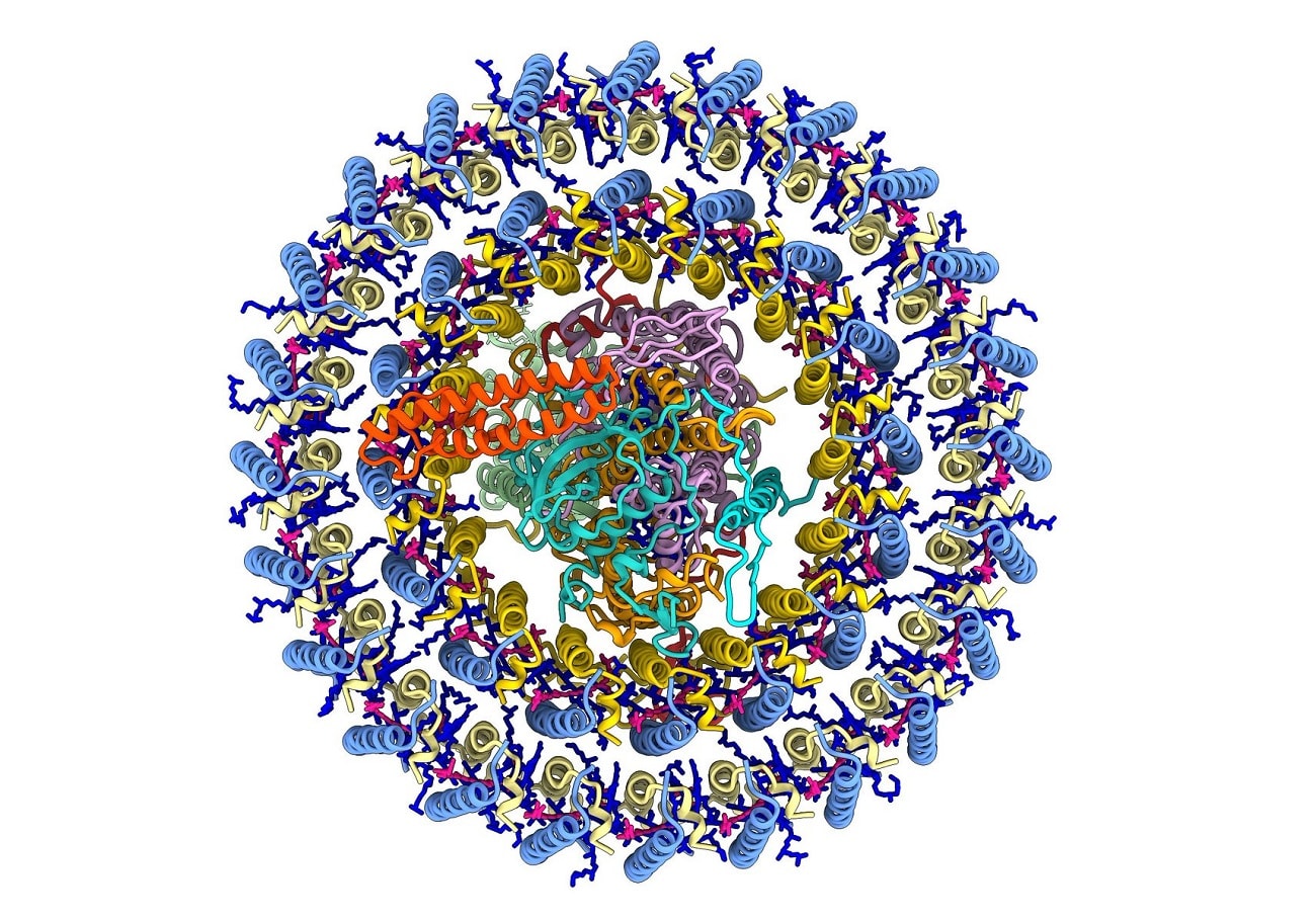 Bakteria rozwinęła zdolność prowadzenia fotosyntezy. Jej budowa jest różna od pozostałych