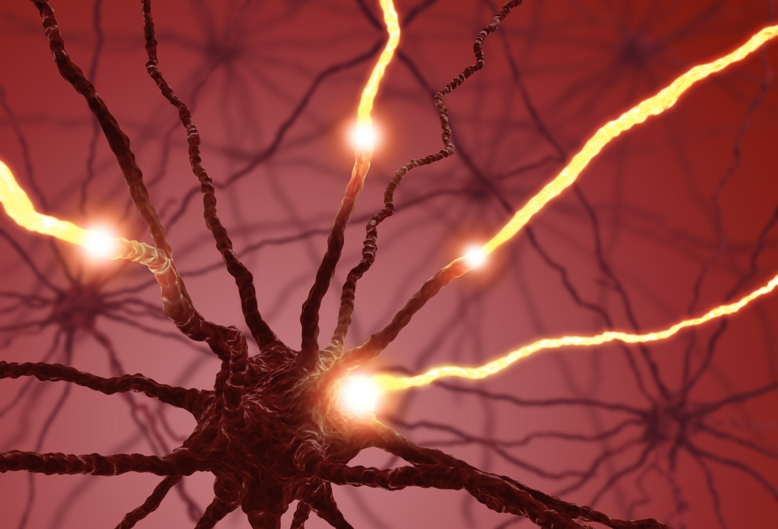 Naukowcy już wiedzą, jak neurony porządkują się w mózgu
