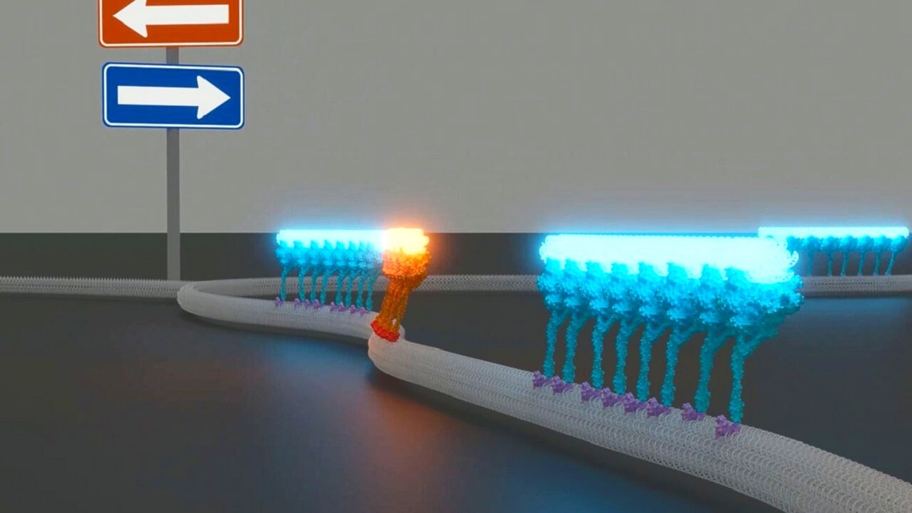Szyny z DNA i kolejka w nanoskali. Przełom ma doprowadzić do rewolucji w medycynie