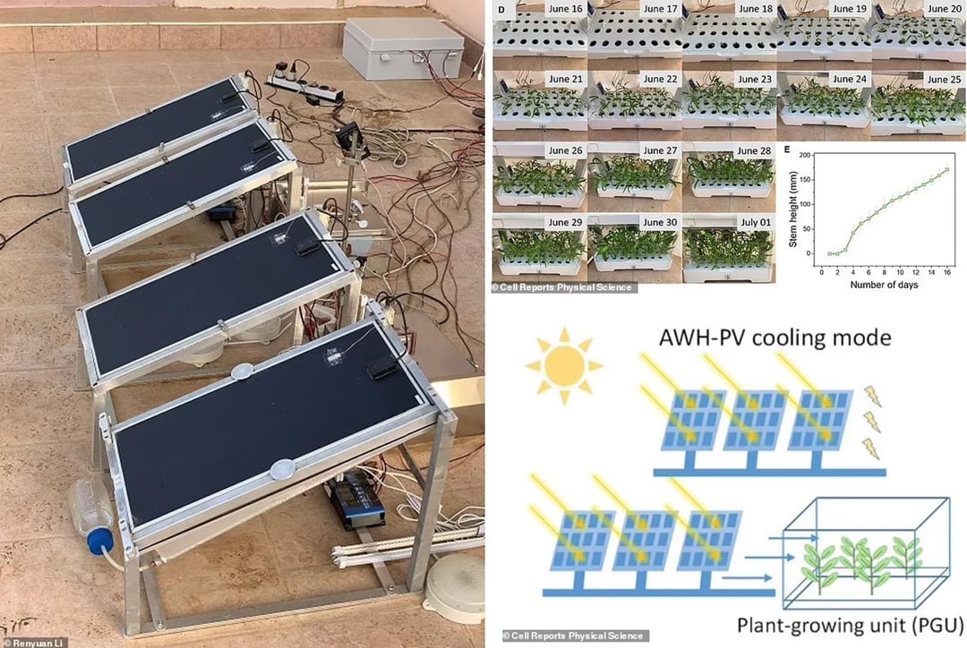Jak hodować rośliny na pustyni? Systemowi WEC2P wystarczą panele słoneczne i hydrożel