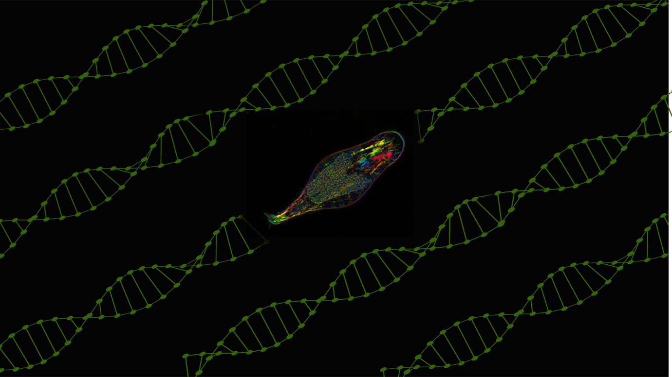 Odkryto nowy mechanizm modyfikacji DNA