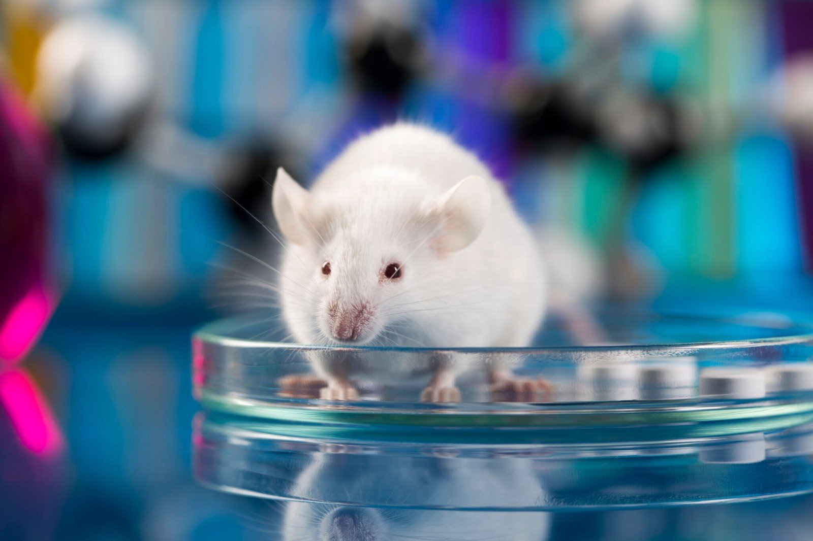 Naukowcy coraz bliżej cofnięcia starzenia u myszy
