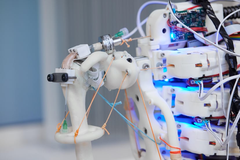 Jak naukowcy hodują ludzkie ścięgna z wykorzystaniem robotów?