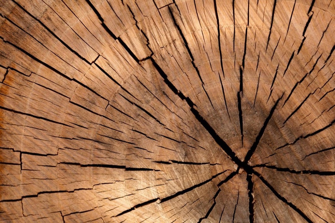 Naukowcy chcą nam umożliwić uprawę drewna. Obejmuje naturalny wzrost i druk 3D