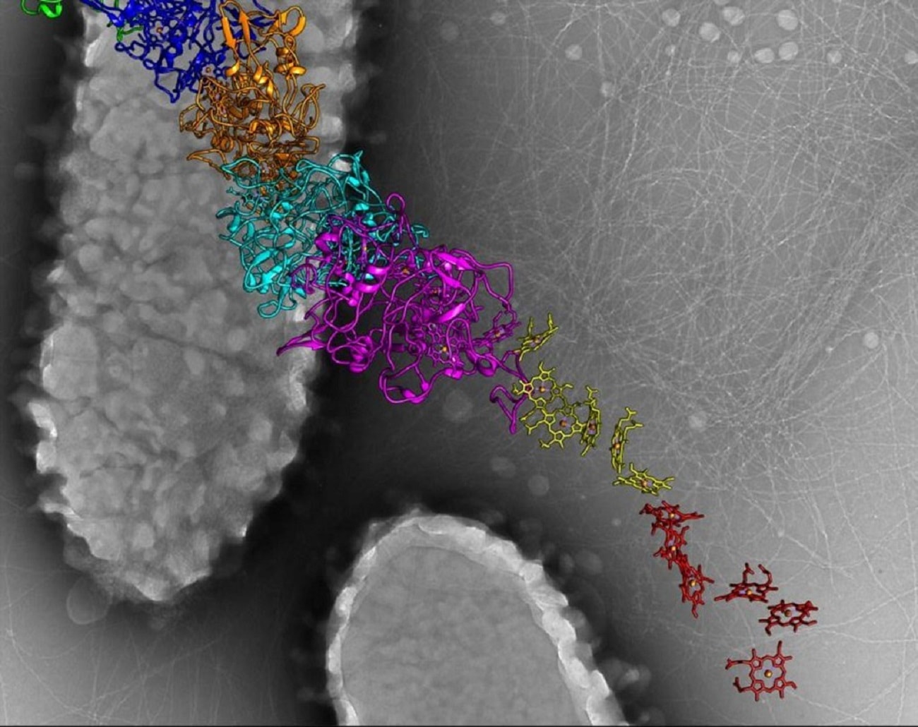 Obwody elektryczne mogą samodzielnie się naprawiać. Naukowców zainspirowały bakterie