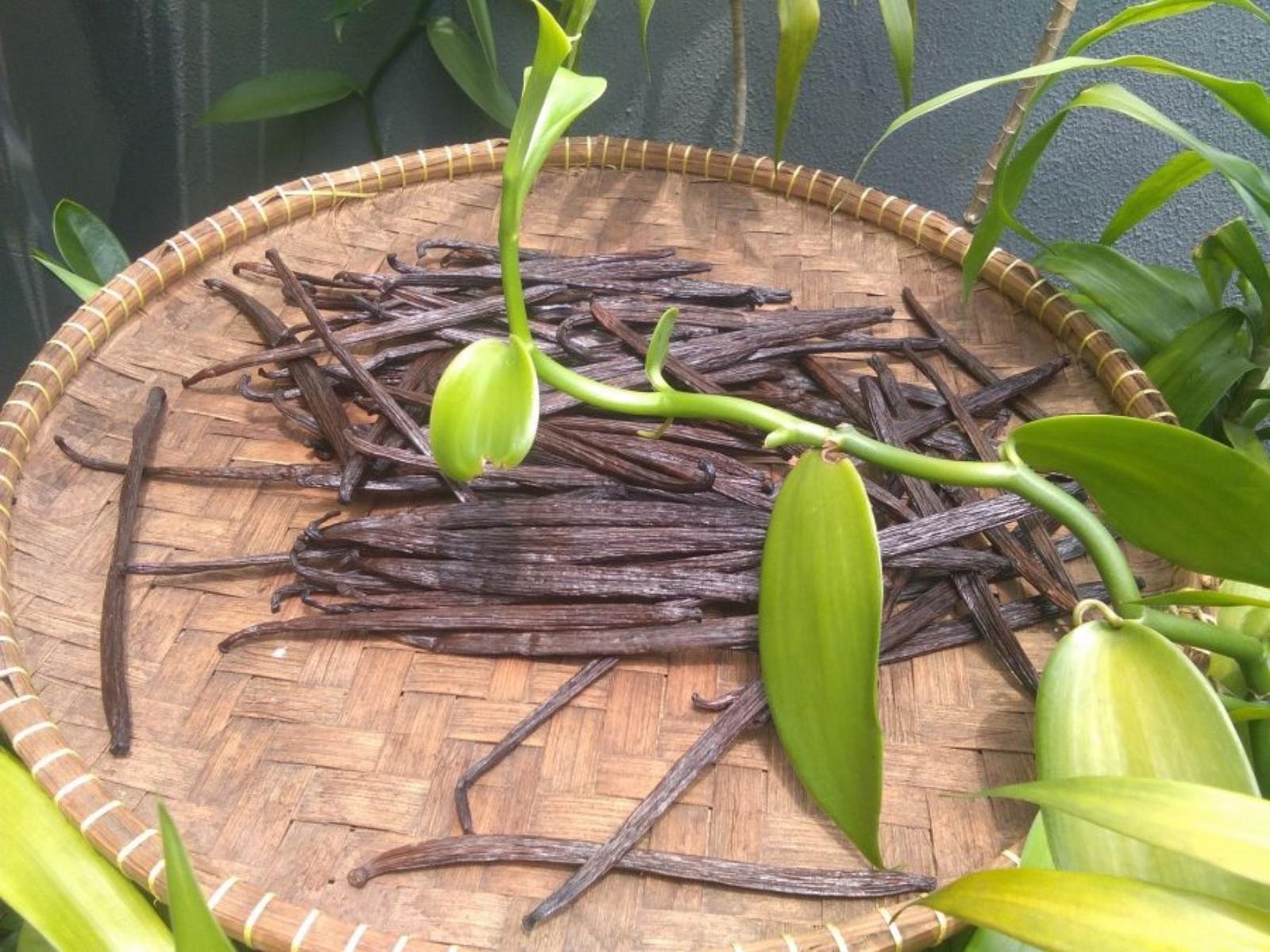 bioplastik z ekstraktu z ziaren wanilii,