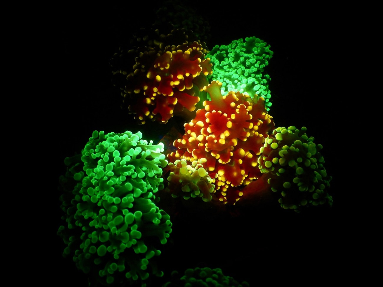 Dlaczego koralowce wykorzystują fluorescencję?