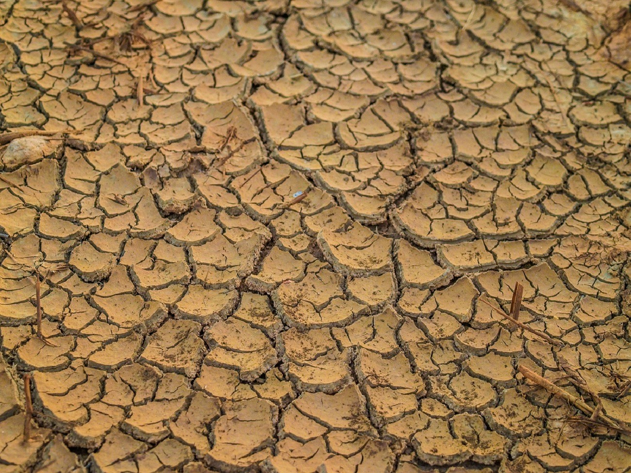 Klęska suszy w Chinach. W walce z kryzysem ma pomóc ta metoda