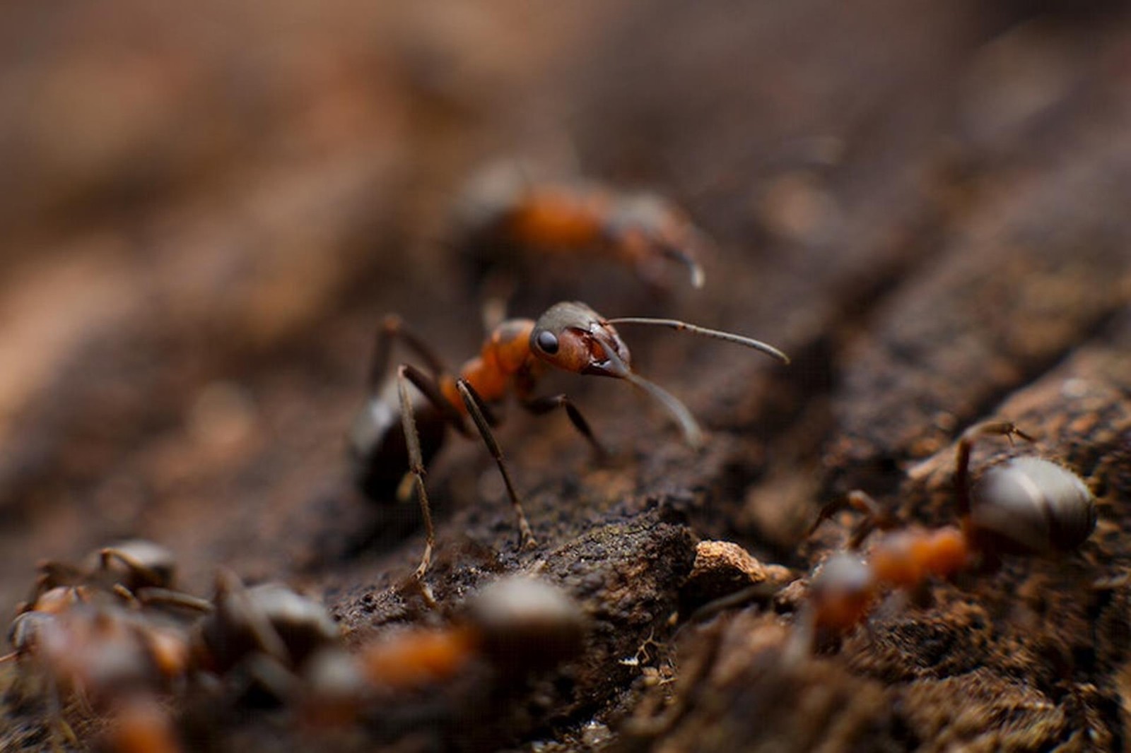 Potęga mrówek,