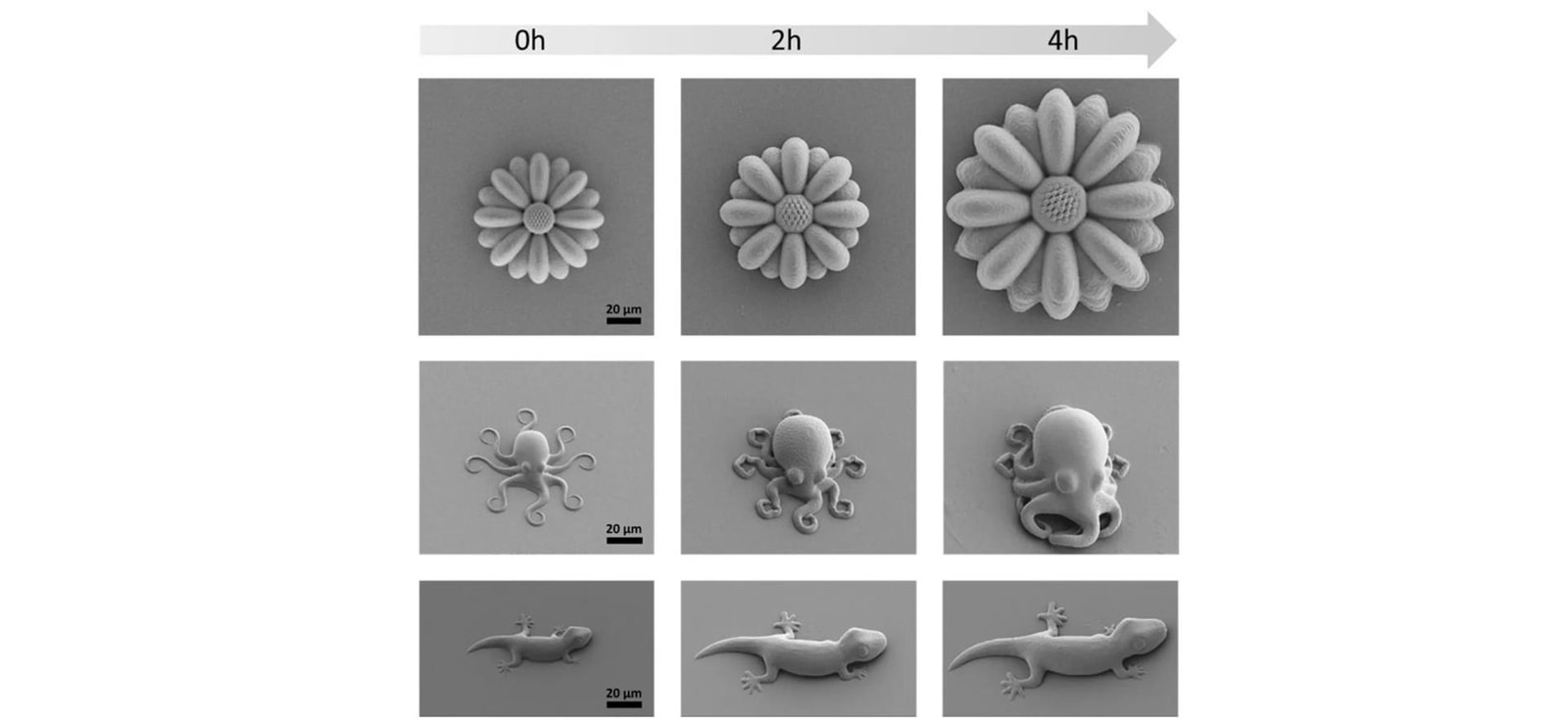 Mikroskopijne "żyjątka"