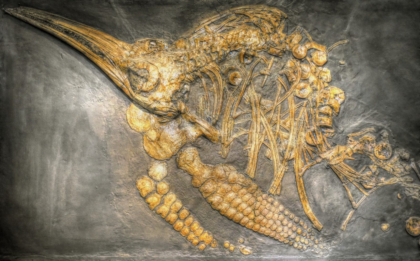 Tej legendarnej skamieniałości miało już nie być! Sensacyjne odkrycie w muzealnych archiwach
