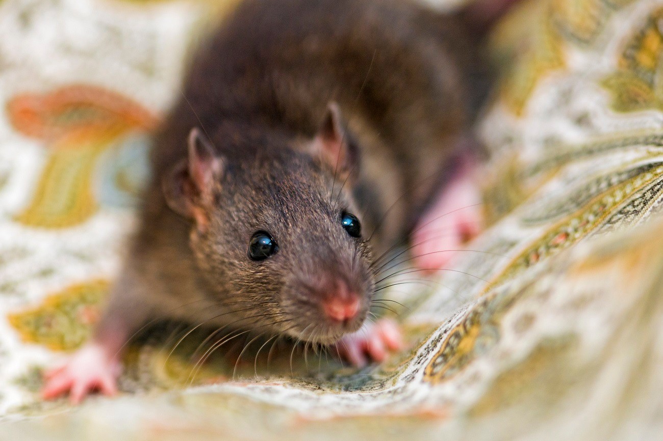 Szczury słuchają Mozarta i Lady Gagi, choć nie to jest w całej historii najdziwniejsze