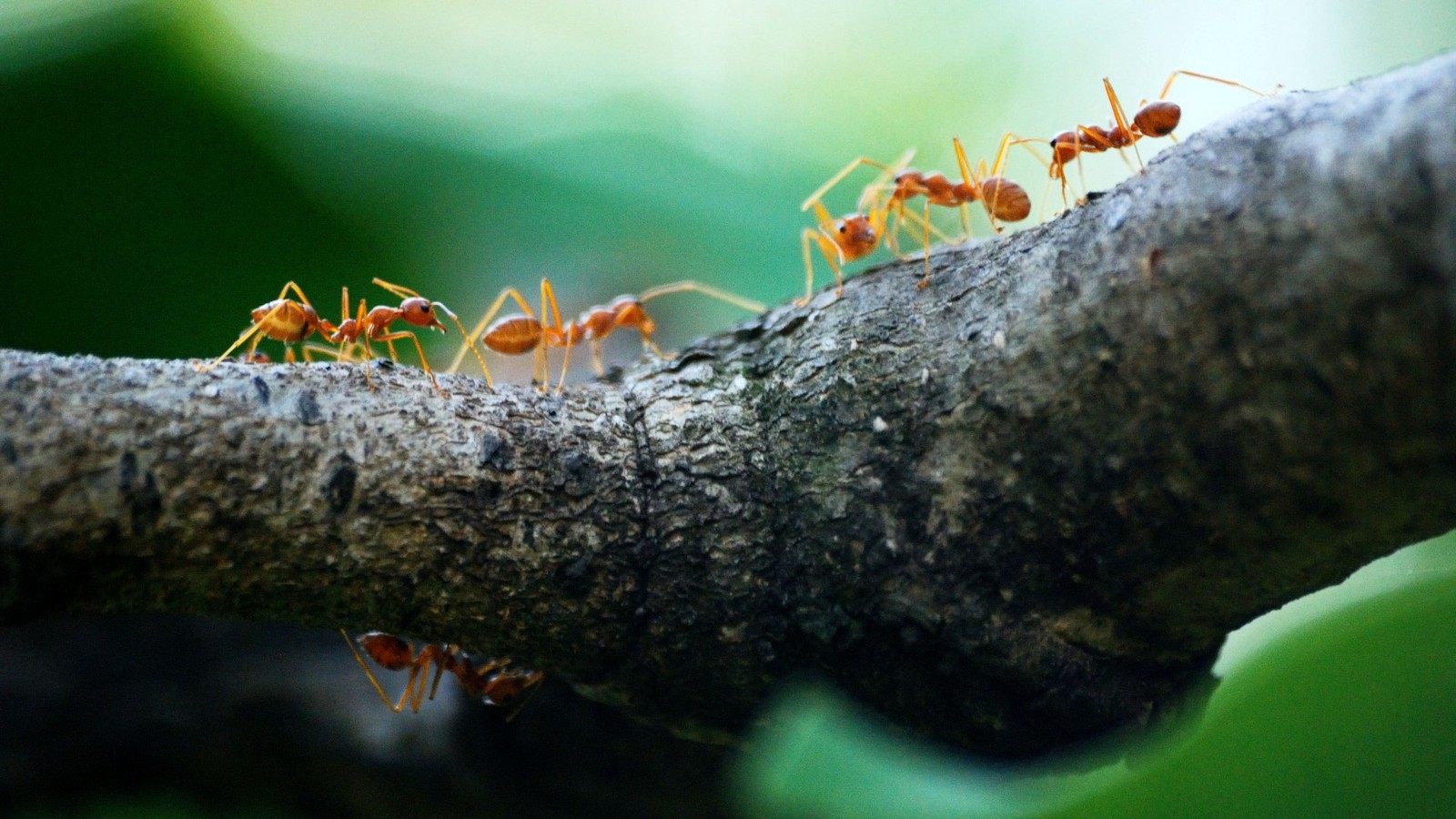 Naukowcy odwzorowali zachowanie mrówek w roju robotów. Efekty są zaskakujące