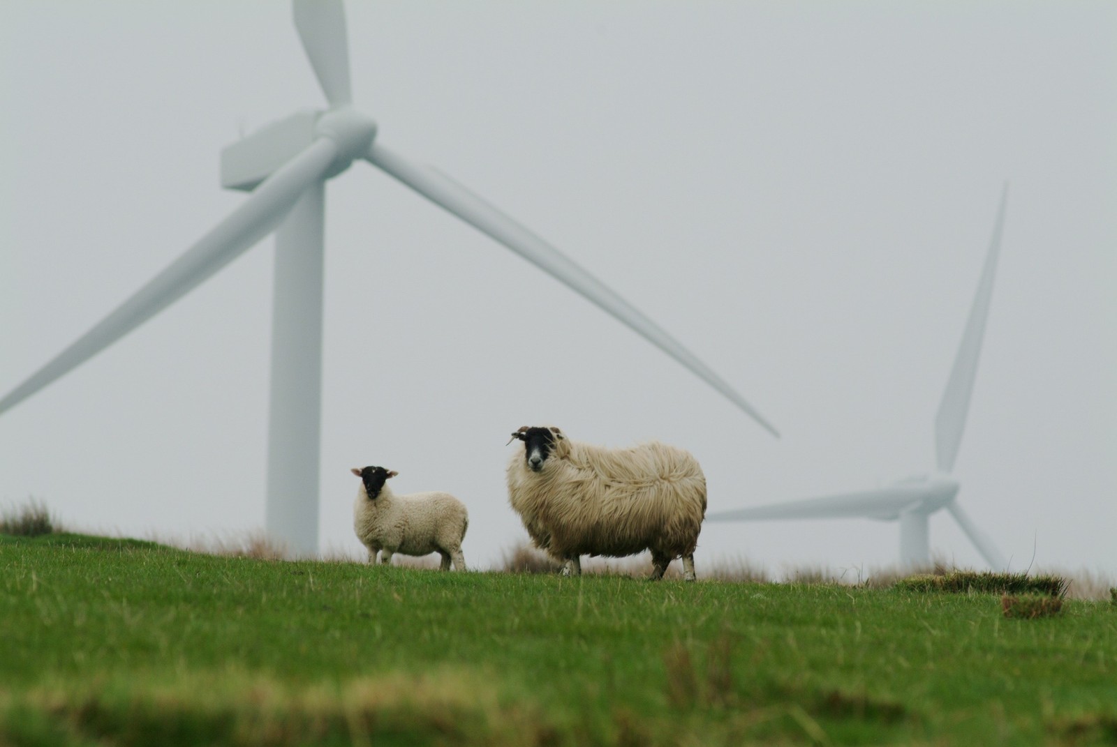 Co łączy panele słoneczne, turbiny wiatrowe, owce i pszczoły? Brytyjczycy wpadli na nietypowy pomysł