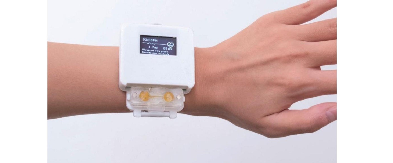 Ten smartwatch jest napędzany żywym organizmem. Trzeba go karmić, bo inaczej przestanie działać
