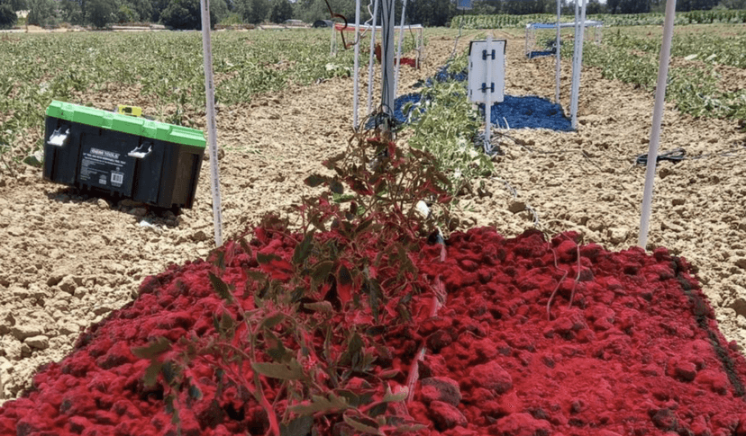 Agrowoltaika nadzieją na rosnące zapotrzebowanie na żywność? Wiemy, jakie światło jest najlepsze dla roślin