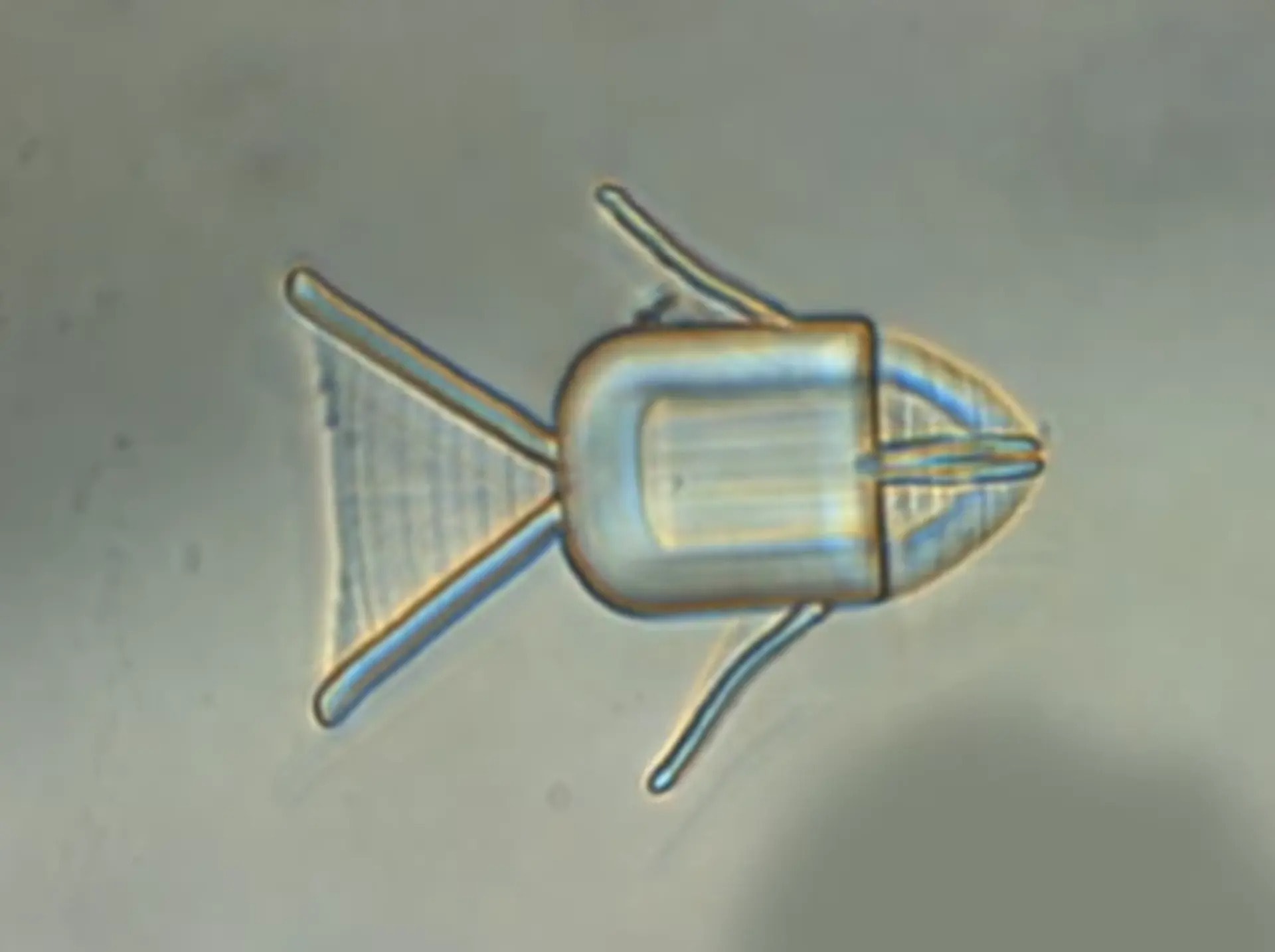 Wieloletni problem rozwiązany. Naukowcy zaprojektowali nowy rodzaj baterii