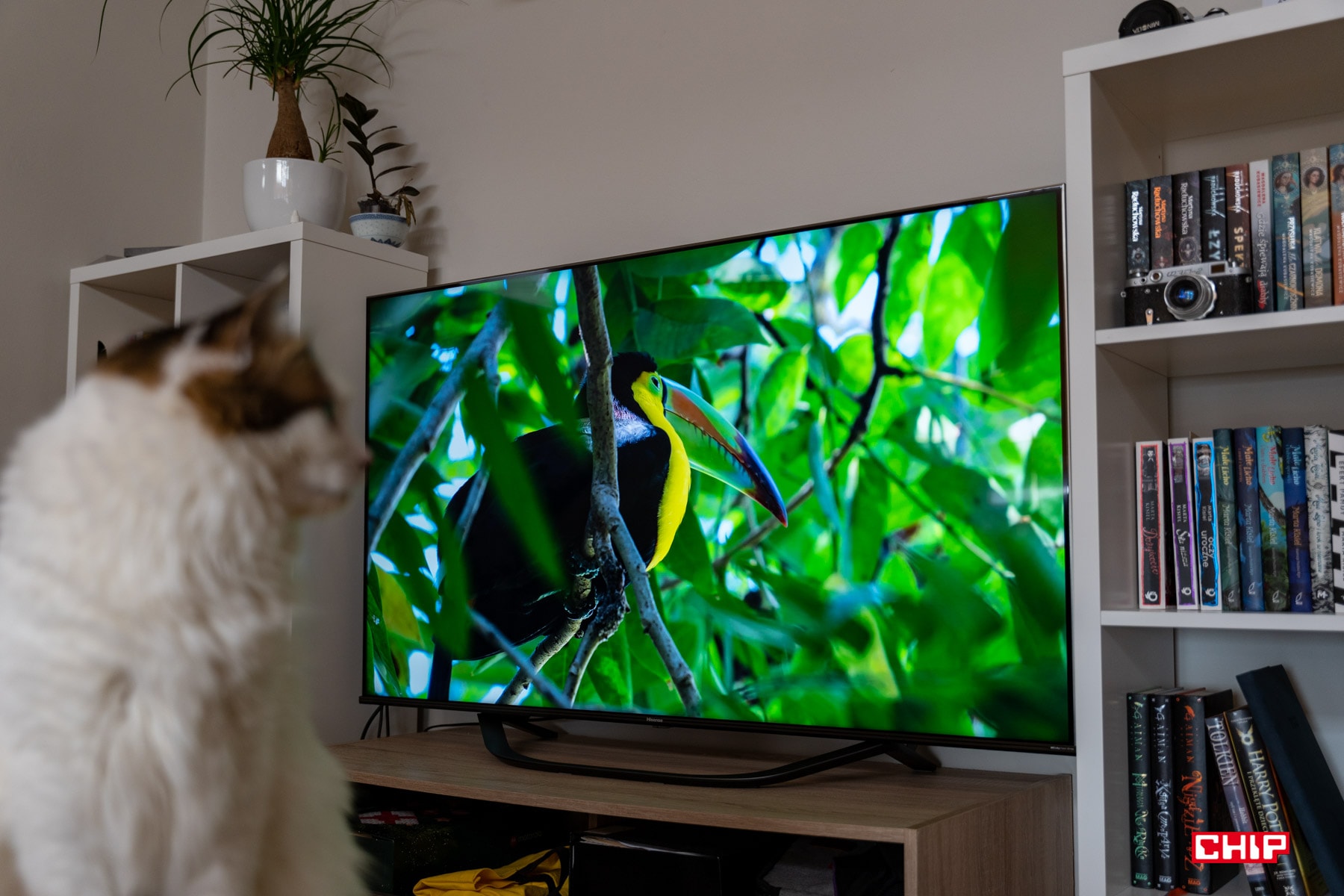 Test Hisense U7HQ – czy oficjalny telewizor mundialu sprawdza się w oglądaniu sportu?
