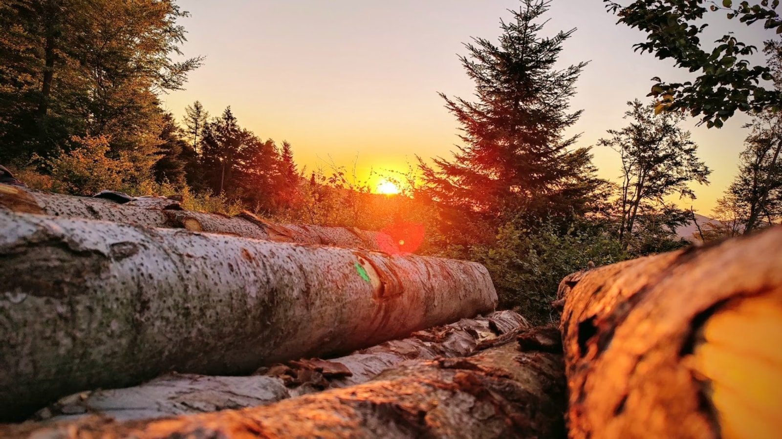 Chodzisz po lesie i ci za to płacą. Chętnych brak, więc w ich miejsce wejdą roboty