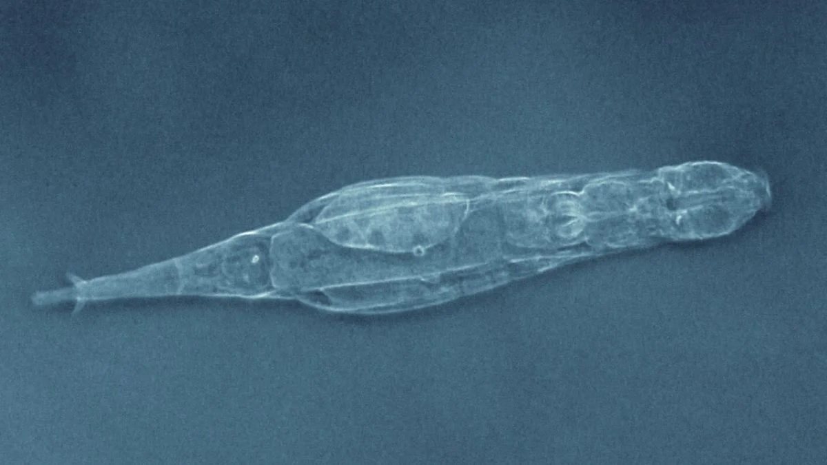 Genetyczna sztafeta pokoleń. Wrotki potrafią dziedziczyć rozbite chromosomy i stopniowo je odbudowywać